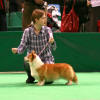 I'M SUPER STAR Gaucho  V1, CAC, CACIB