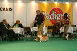 Best in show - posuzovn
