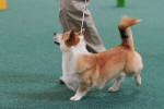 Vtz - postup na Crufts 2011