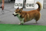 Ch. Kusztyczek Lisiura - Best of Breed