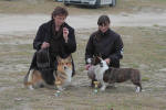 Vezn corgi (pembrok a cardigan)