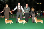 Vtzov - CACIB fena, CACIB pes a CAJC,BOB