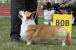 Ch. Alfa Zimmi 17th Meridian - Best of breed