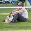 Corgilandia CESANNE  alias Ray - BOB