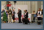 Nastupujeme v souti Best in show ( FCI 1)