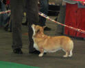 Dragonjoy esk Junior ampion