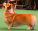 KEVIN na Crufts 2007