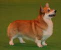 DRAGONHEART na Crufts 2007