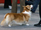 Darney na IHA Graz 2007
