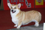 Dragonjoy CAC na EURO DOG SHOW 2007