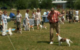 Beagle feny - tda pracovn