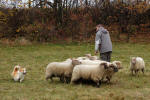 FLOCKING